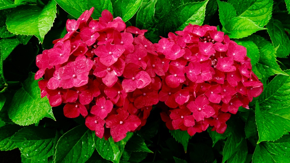 potatura rose e ortensie